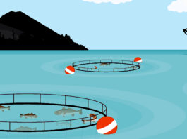 Aquaculture - India is the next big destination.
