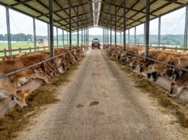 Stellapps technologies is digitising the dairy industry through its advance IoT stack.