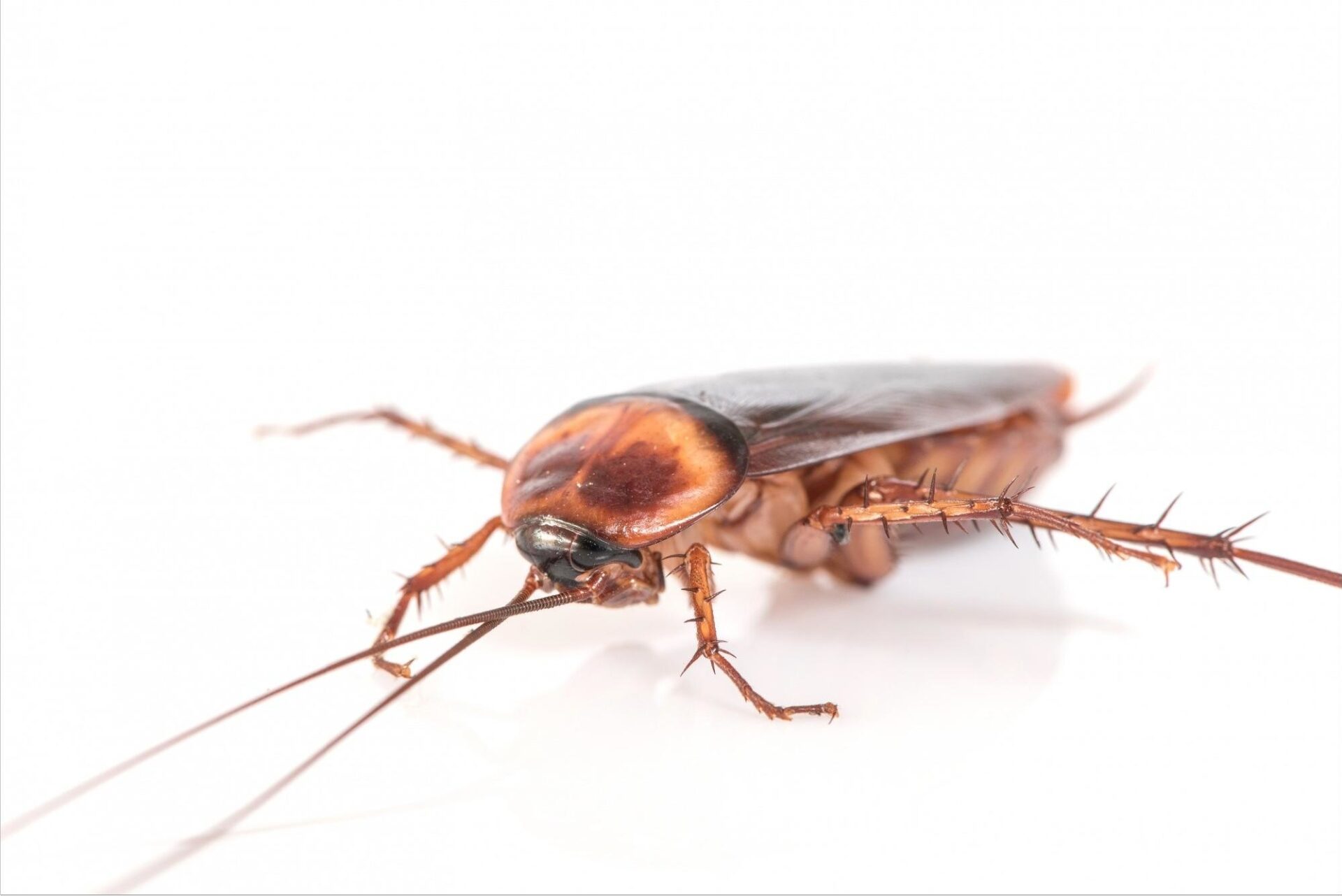 A cockroach startup is kind of startup that stands resilient to any economic crisis or changes in consumer behaviour.