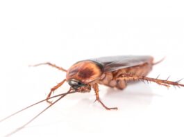 A cockroach startup is kind of startup that stands resilient to any economic crisis or changes in consumer behaviour.